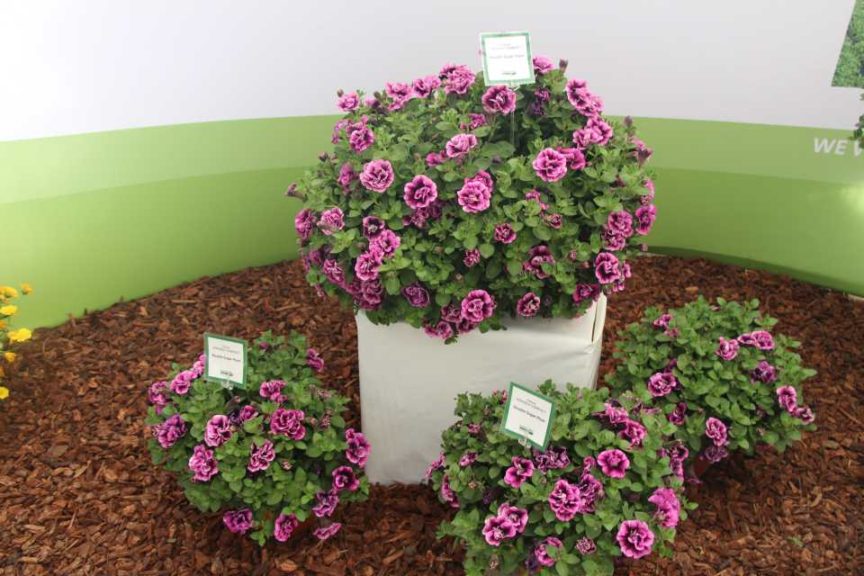 Petunia 'Veranda Double Sugar Plum' (Kientzler)