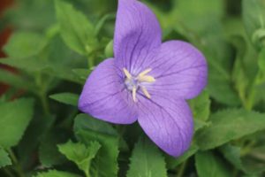 Platycodon 'Corsa Blue' (Evanthia)