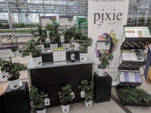 Plug Connection's Pixie Grapes