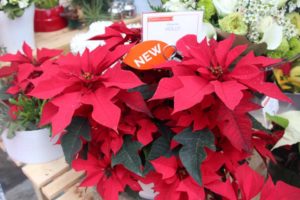 Poinsettia 'Holly' (Dümmen Orange)