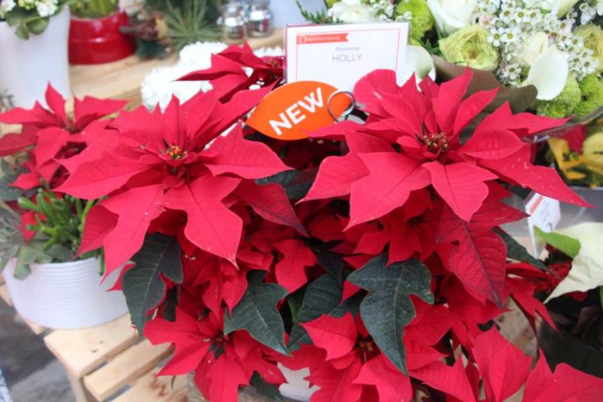 Poinsettia 'Holly' (Dümmen Orange)