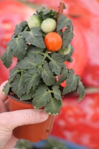 Ponchi Tomatoes (Prudac)