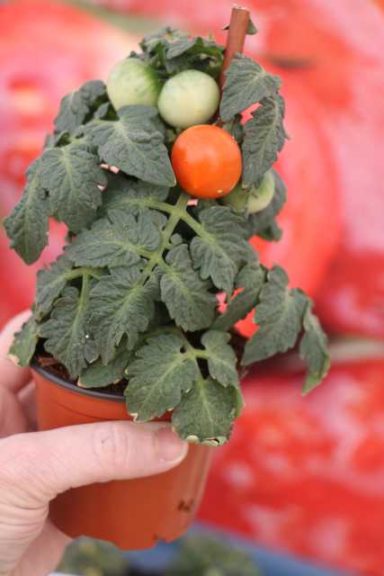 Ponchi Tomatoes (Prudac)