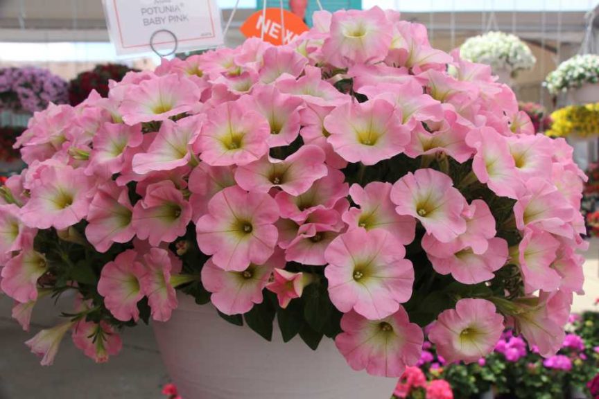 Petunia 'Potunia Baby Pink' (Dümmen Orange)