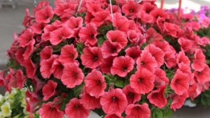 Armitage Scholarship Winner Weighs in on Plant Breeding Innovation