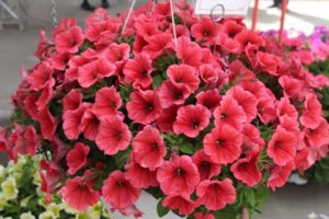 Petunia 'Potunia Coral' (Dümmen Orange)