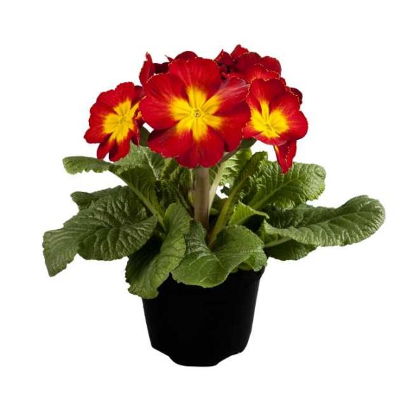 Primula 'Perola Yellow Red Bicolor' (Schoneveld Breeding)