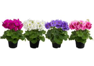Primula Touch Me Mini  Mix (Schoneveld Breeding)