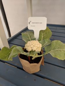 Cauliflower from Prudac