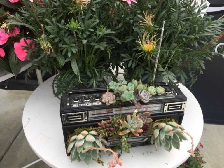 Quality-Cuttings-Succulent-Radio