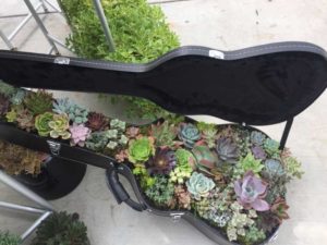 Quality Cuttings Succulent Guitar
