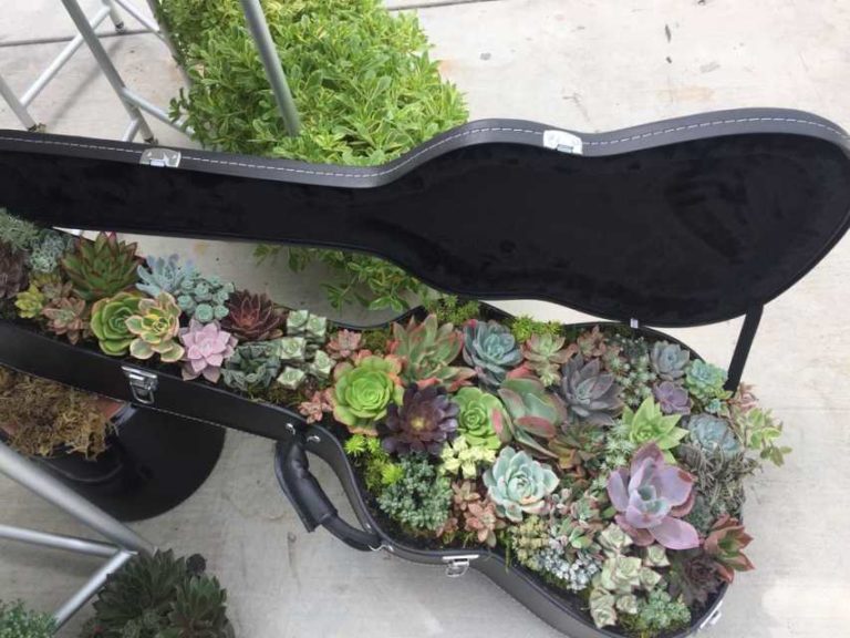 Quality Cuttings Succulent Guitar