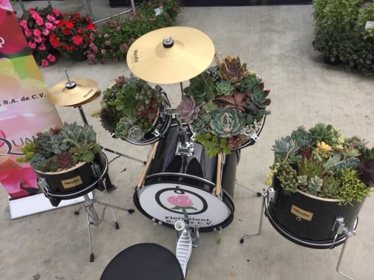 Quality Cuttings Succulent Drum
