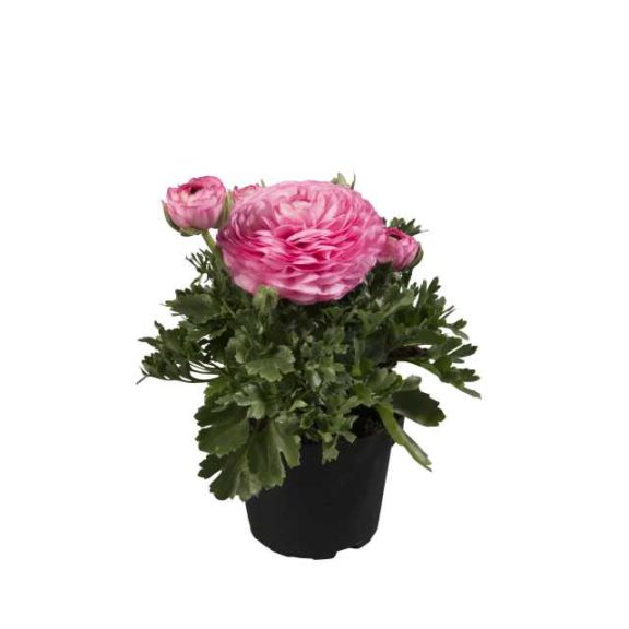 Ranunculus 'Sprinkles Dwarf Pink' (Schoneveld Breeding)