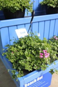 Ivy Geranium Series Reach Out (Green Fuse Botanicals)