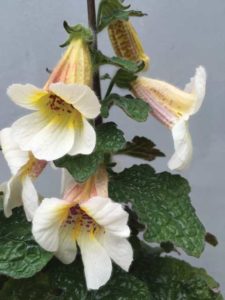 Rehmannia hyb. ‘Crouching Tiger′ (Cultivaris)   