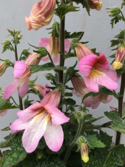 Rehmannia hyb. ‘Hidden Dragon′ (Cultivaris) 