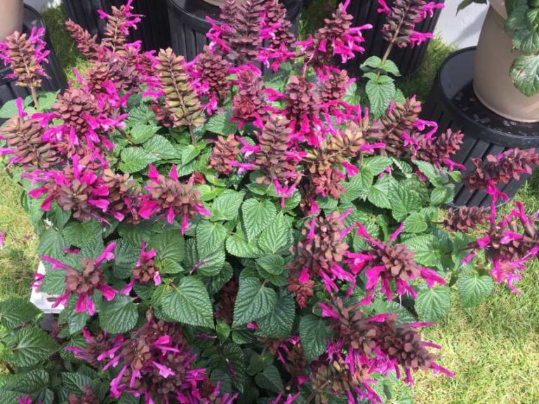 Salvia 'Rock’in Fuchsia' (Proven Winners)
