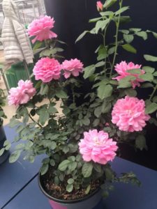 Rosa 'True Bloom Inspiration' (Plug Connection)