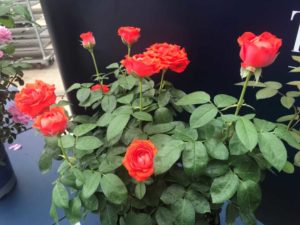 Rosa 'True Bloom Passion' (Plug Connection)