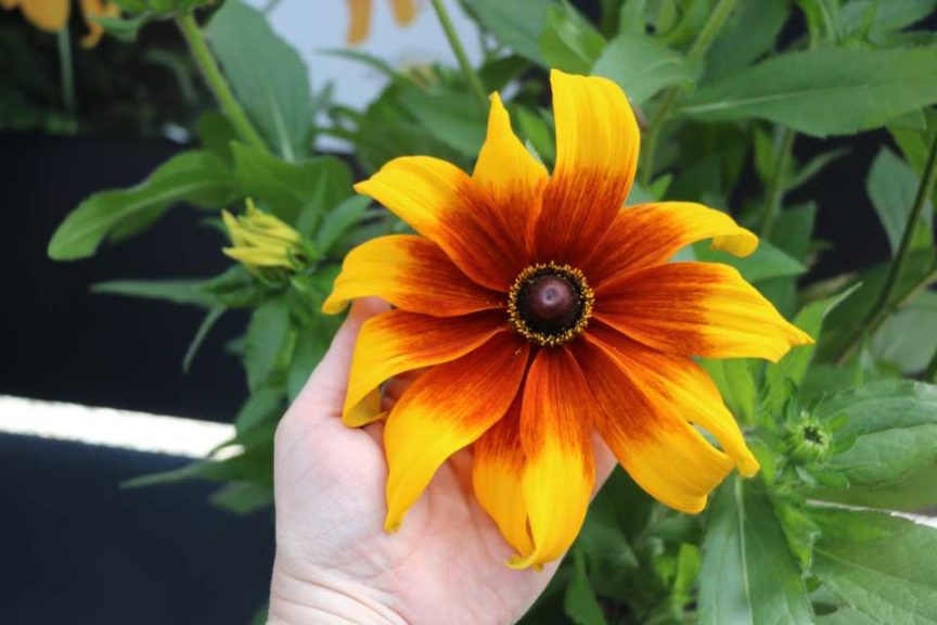 Rudbeckia 'Rising Sun (Green Fuse Botanicals)