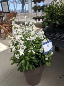 Mime Series (Sakata Ornamentals)