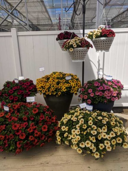 SuperCals Premium Colors (Sakata Ornamentals)