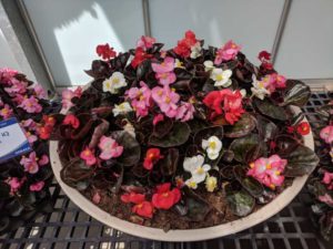 Begonia 'Senator IQ' (Sakata Ornamentals)