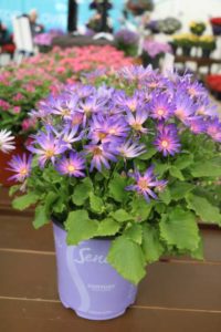 Pericallis 'Senetti Magic Salmon' (Suntory Flowers)