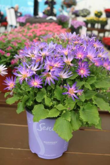 Pericallis 'Senetti Magic Salmon' (Suntory Flowers)