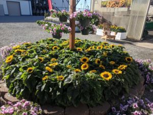 Helianthus 'Smiley' (American Takii)