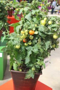 Summerlast-Tomato-Vegetalis-2