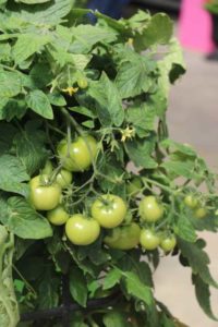 Summerlast Tomato (Vegetalis)