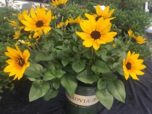 Helianthus 'Sunbelievable Brown Eyed Girl' (Thompson & Morgan)