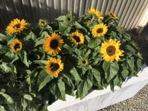 Sunflower ‘Smiley’ (American Takii)