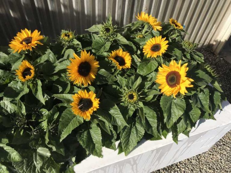 Sunflower ‘Smiley’ (American Takii)