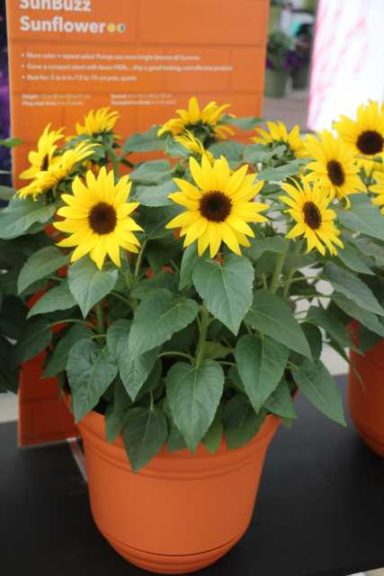 Sunflower 'SunBuzz' (PanAmerican Seed)