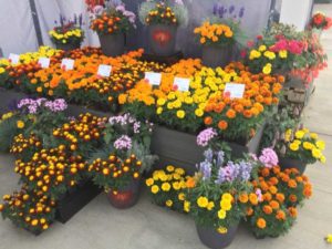 Super Hero Marigold Series (Ernst Benary of America)