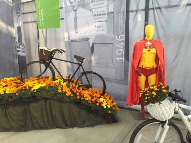 Super Hero Marigold Series (Ernst Benary of America)