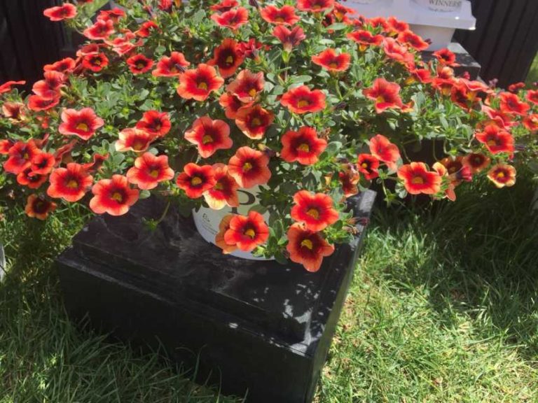 Calibrachoa 'Superbells Tangerine Punch' (Proven Winners)
