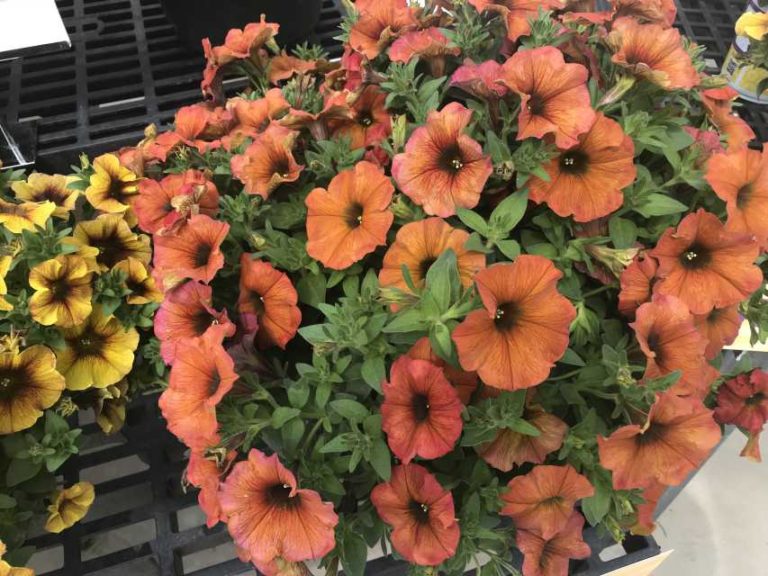 SuperCal Premium ‘Cinnamon’ (Sakata Ornamentals)