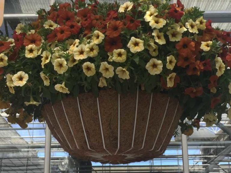 SuperCal Premium Mix - Cinnamon and French Vanilla (Sakata Ornamentals)