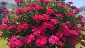 California Spring Trials 2018: New Plant Intros from Proven Winners and Danziger