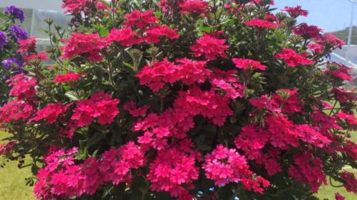 California Spring Trials 2018: New Plant Intros from Proven Winners and Danziger