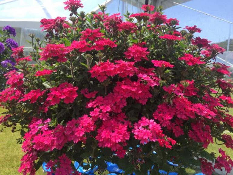 Verbena 'Superbena Raspberry' (Proven Winners)