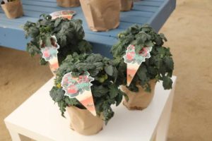 Sweet and Sturdy Tomatoes (Prudac)