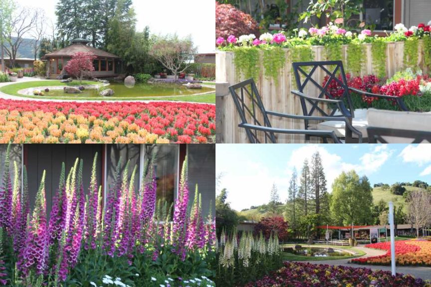 Syngenta Flowers Gardens