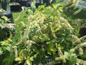 Itea 'Scentalandia' (Proven Winners)