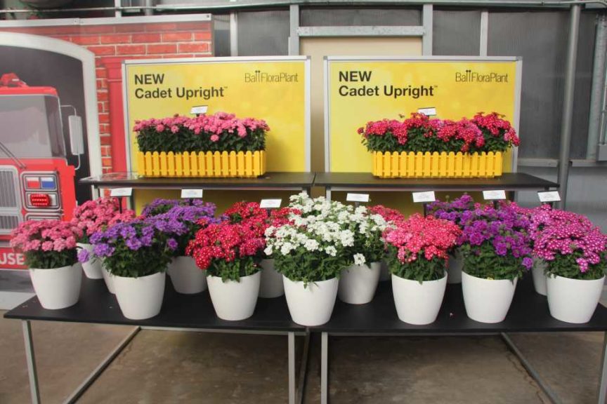 Verbena 'Cadet Upright' (Ball FloraPlant)