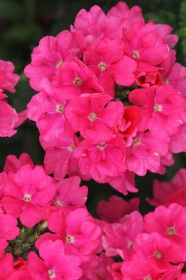 Verbena 'Estrella Pink' (Westhoff)